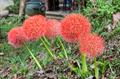 bloodflower, Katherine-wheel, oxtongue lily, powderpuff lily